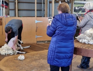 Glenafric sheep shearing.